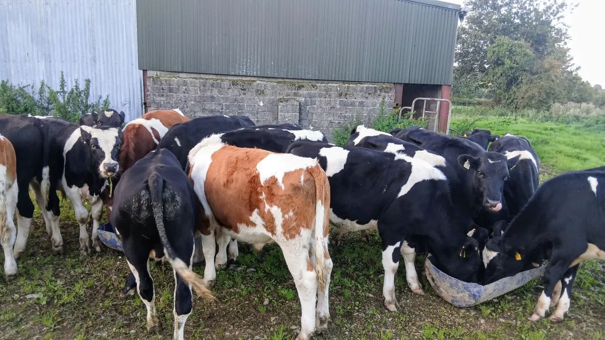 Cattle fresian bullocks - Image 3