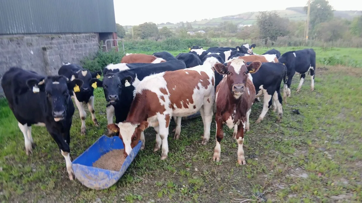 Cattle fresian bullocks - Image 1