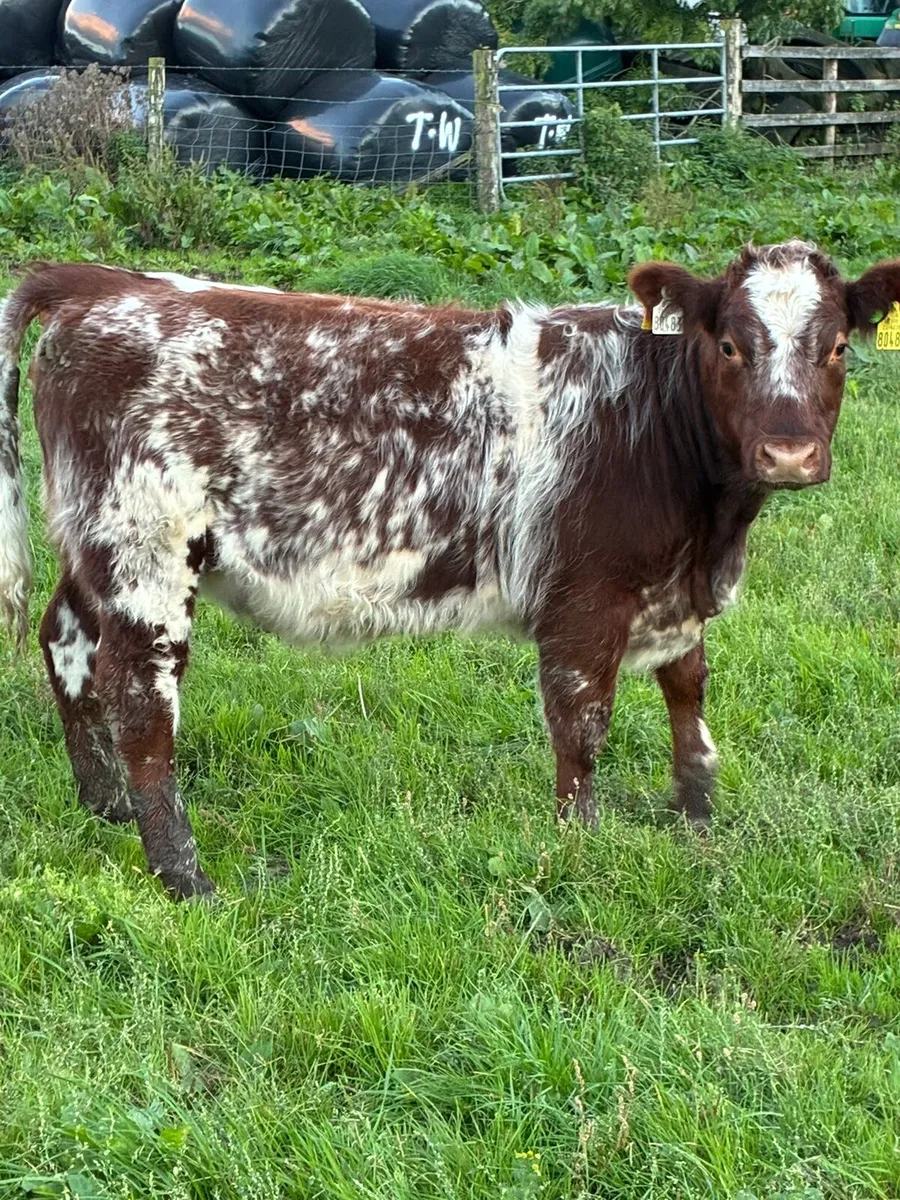 Weanling Heifer - Image 1
