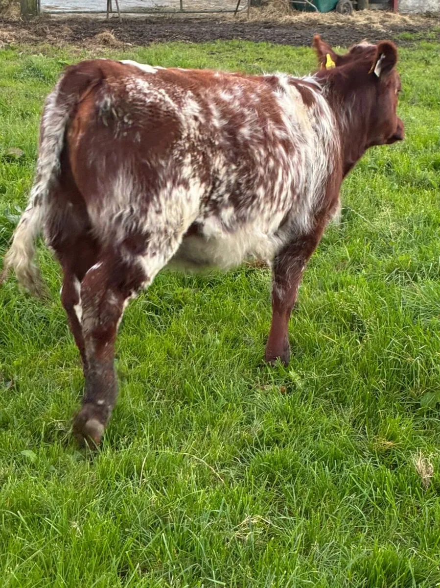 Weanling Heifer - Image 2