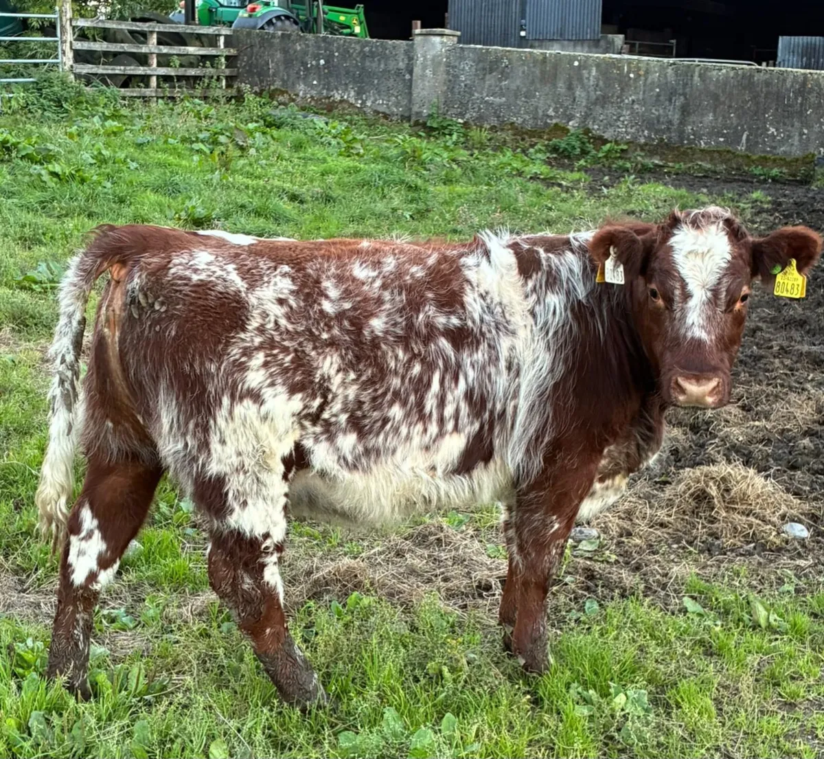 Weanling Heifer - Image 3