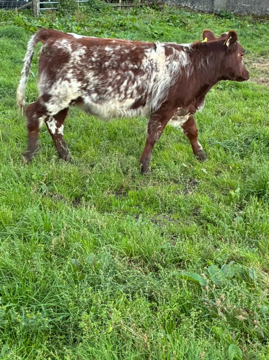 Weanling Heifer - Image 4