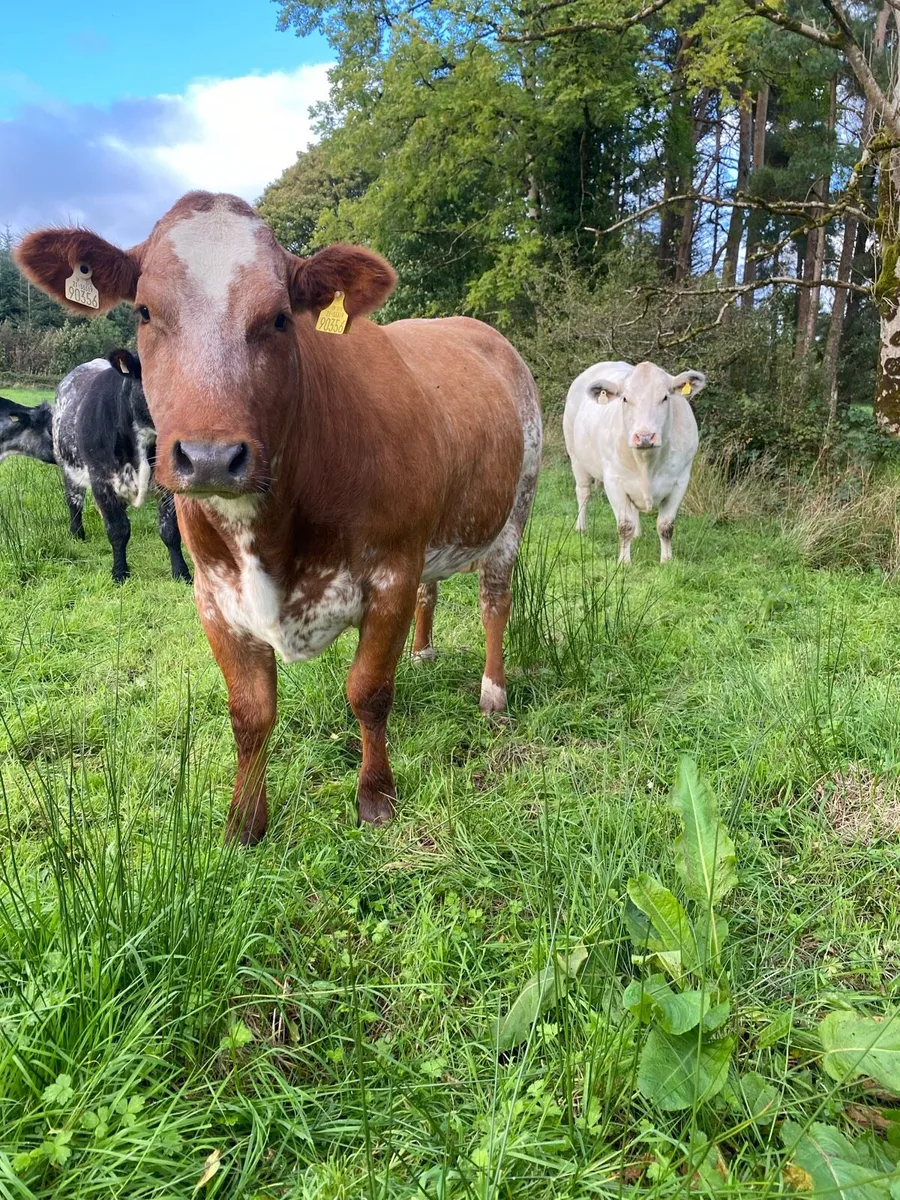 2 extremely quiet BBX In calf heifers - Image 1