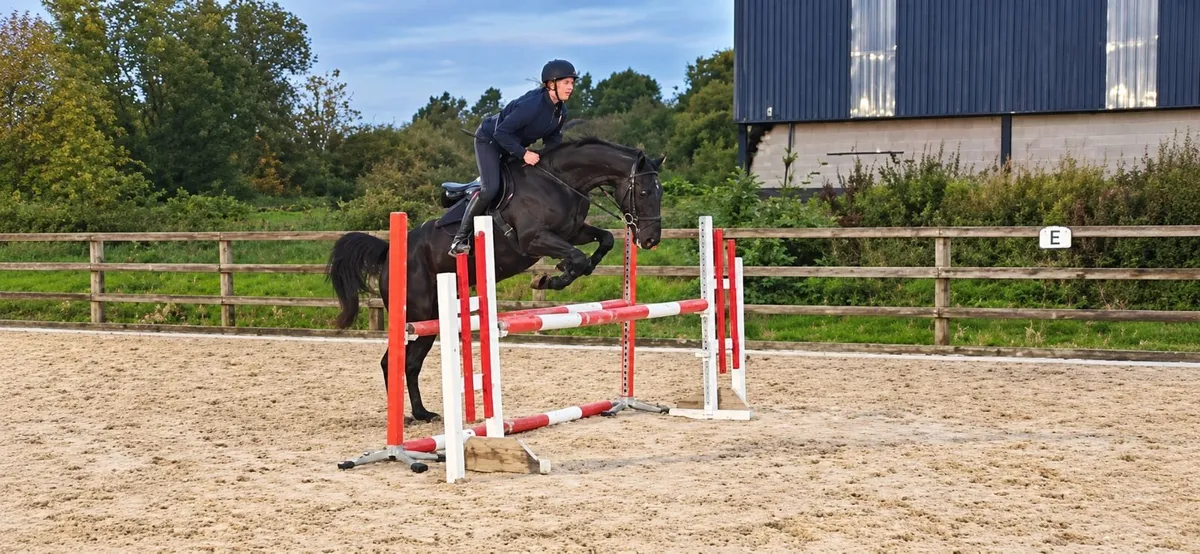 Exceptional 7 Year Old ISH Gelding - Image 4