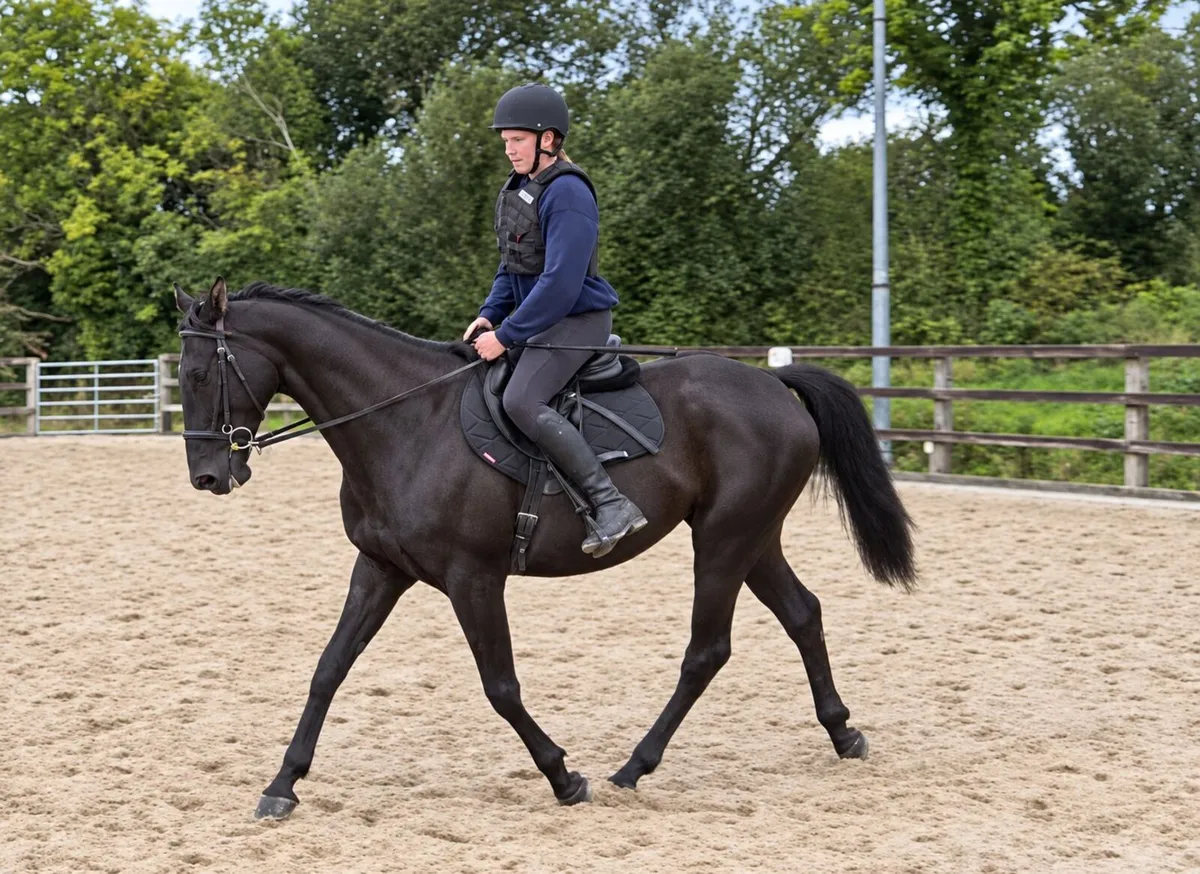 Exceptional 7 Year Old ISH Gelding - Image 1