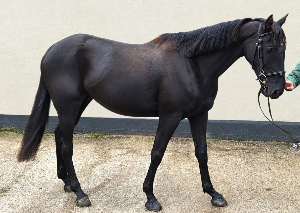 Exceptional 7 Year Old ISH Gelding - Image 3