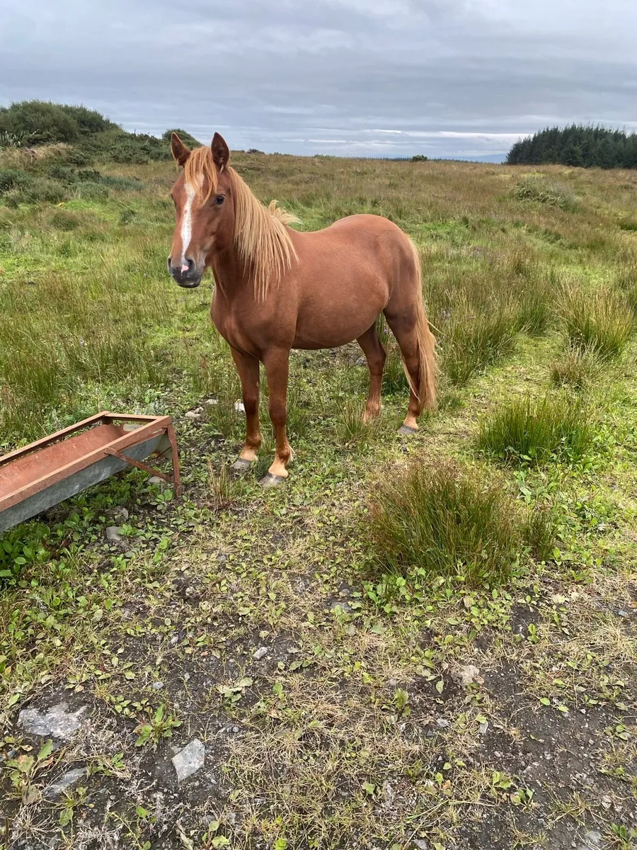 2year old Connemara filly - Image 1
