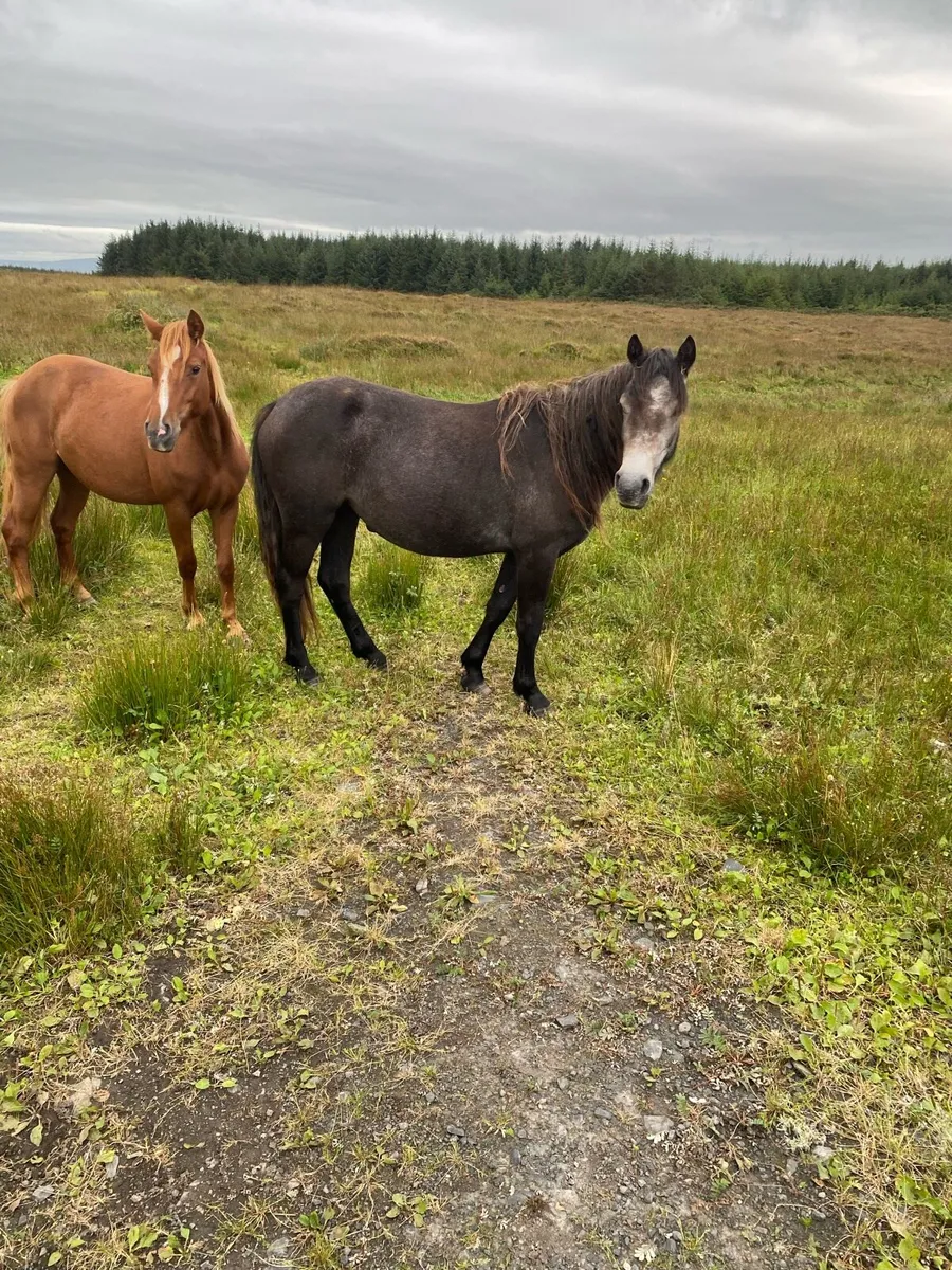2year old Connemara filly - Image 2