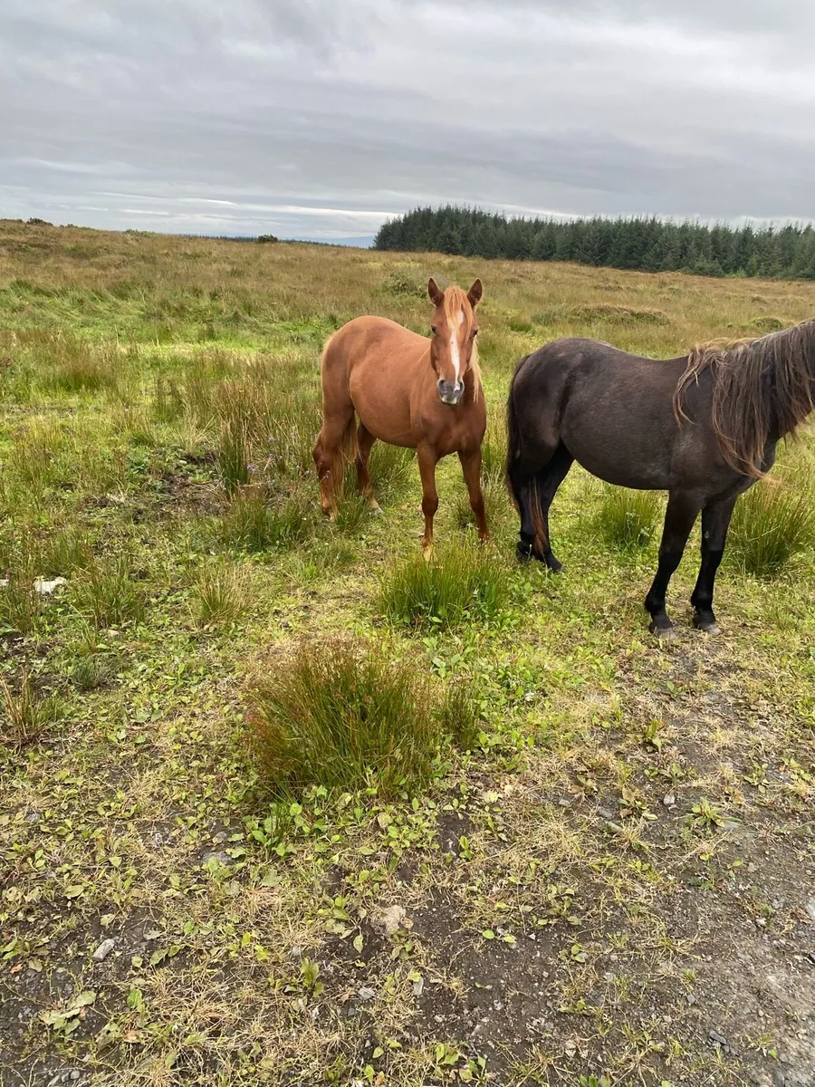 2year old Connemara filly - Image 3