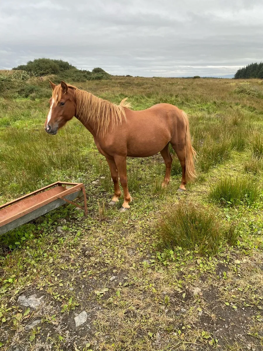 2year old Connemara filly - Image 4