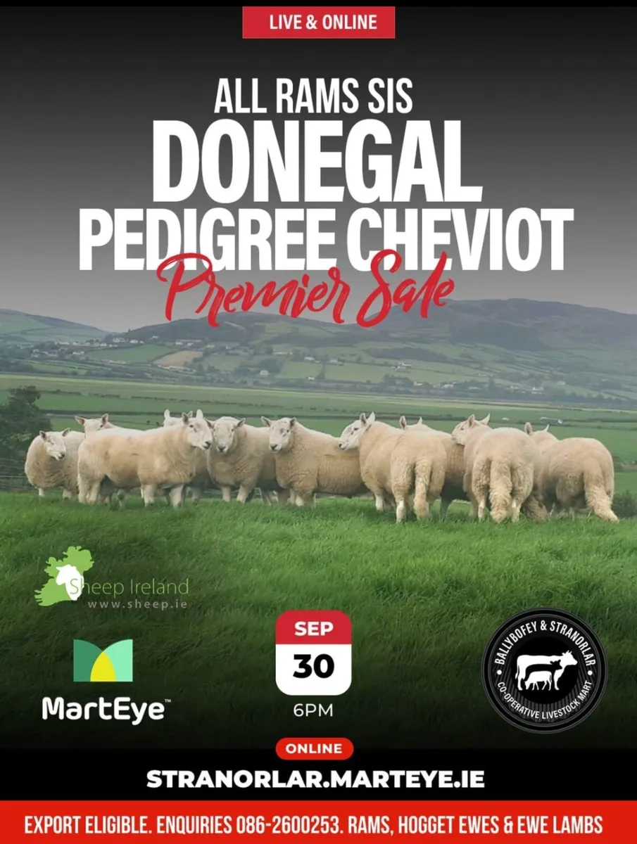 Donegal Pedigree Cheviot Breeders Sale