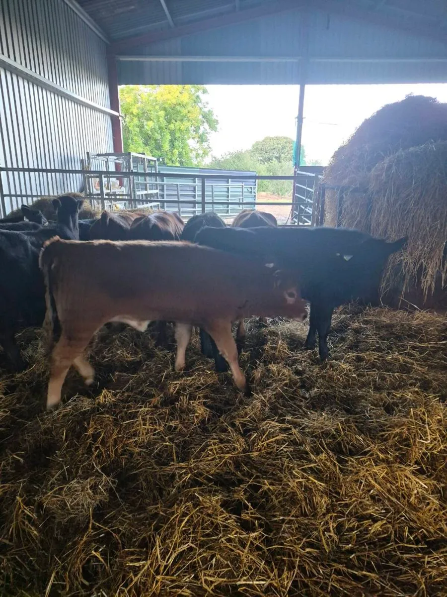 Lim ,angus,hereford, heifer Calves - Image 1