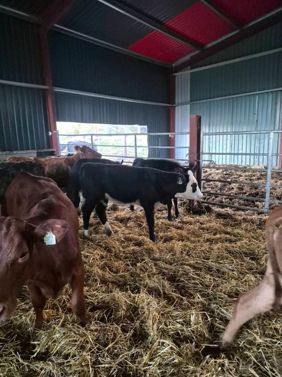 Lim ,angus,hereford, heifer Calves - Image 4