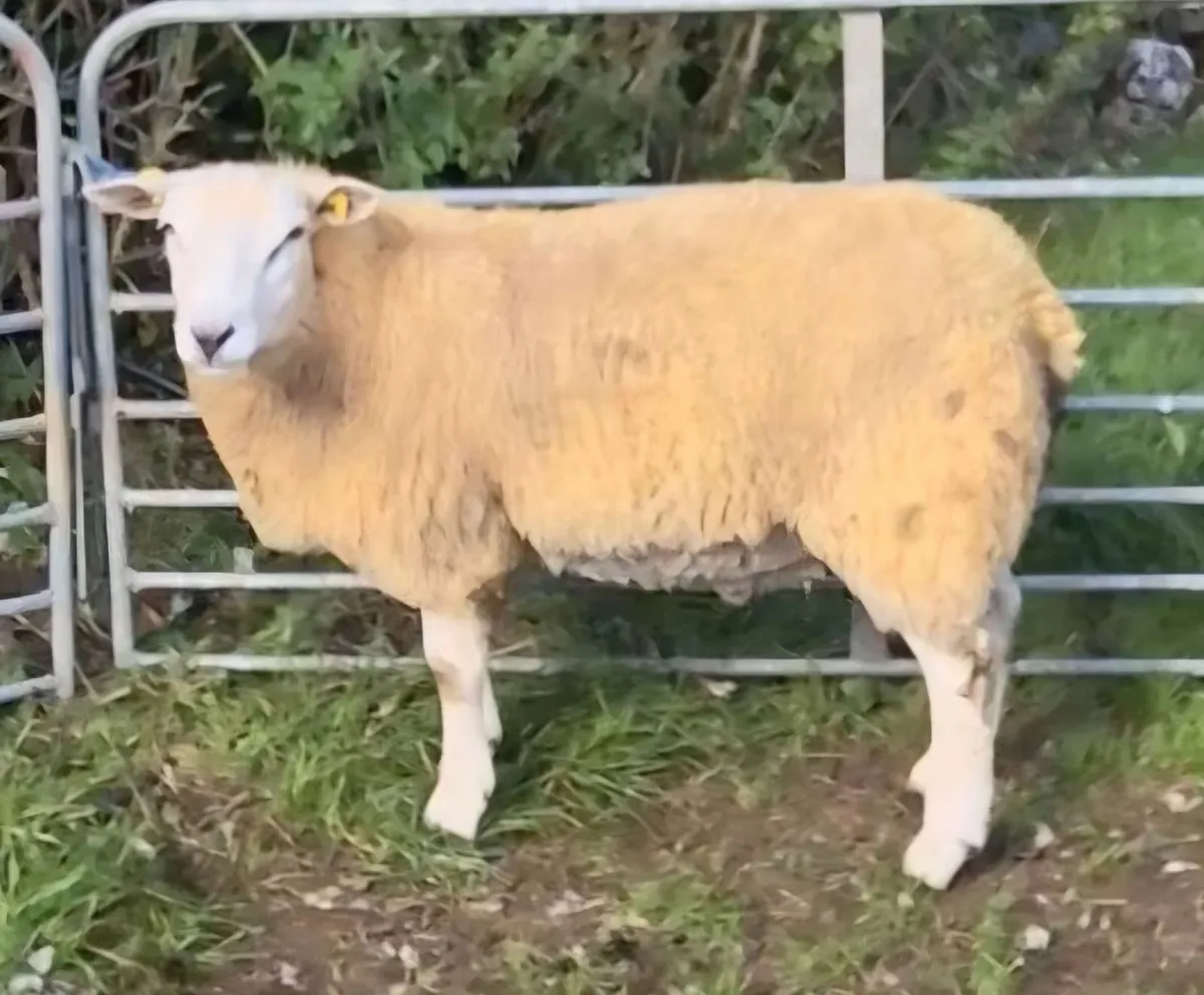 SIS Eligible Belclare Ram Lambs for sale - Image 2