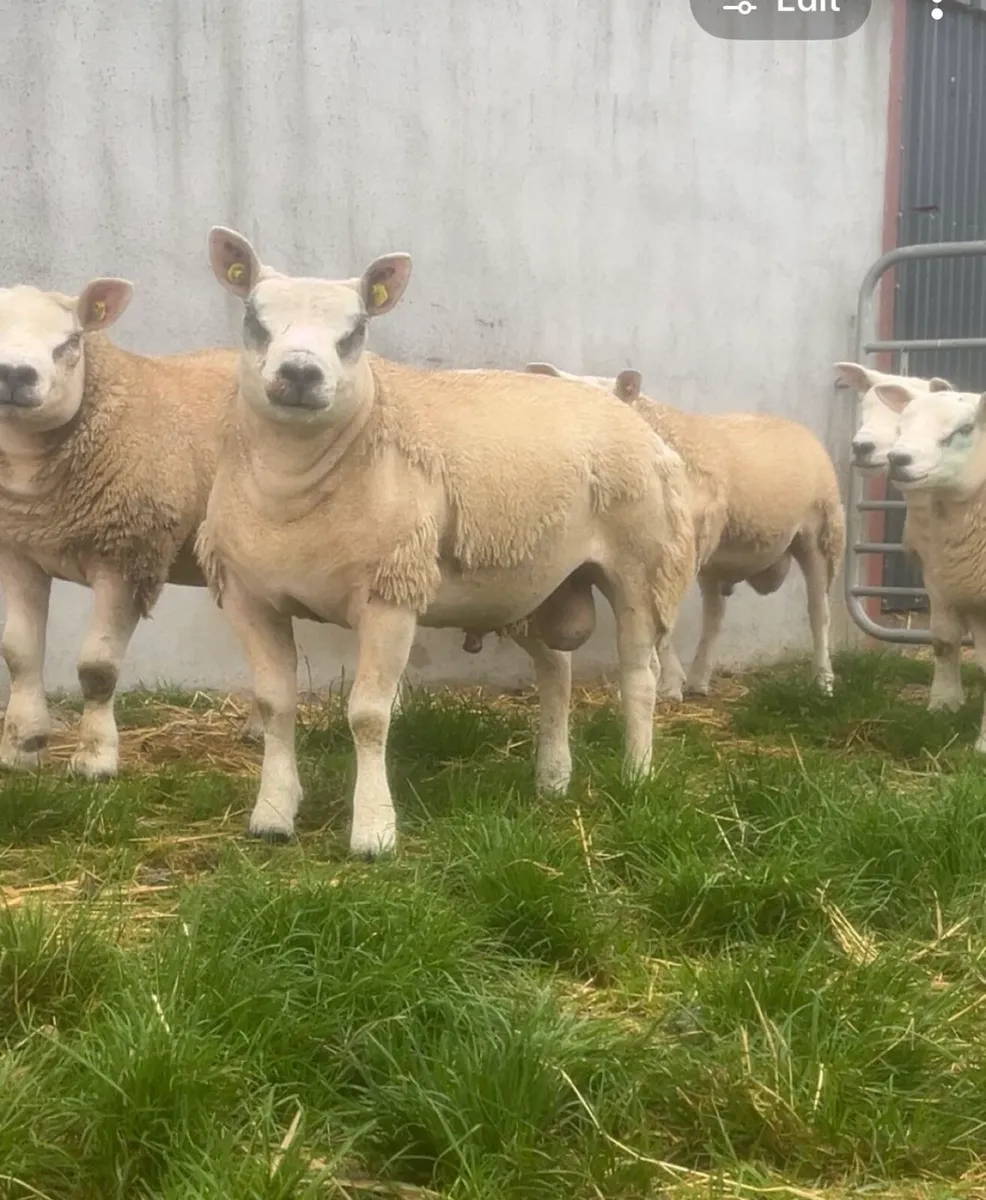 Pedigree Texel Ram Lambs - Image 1