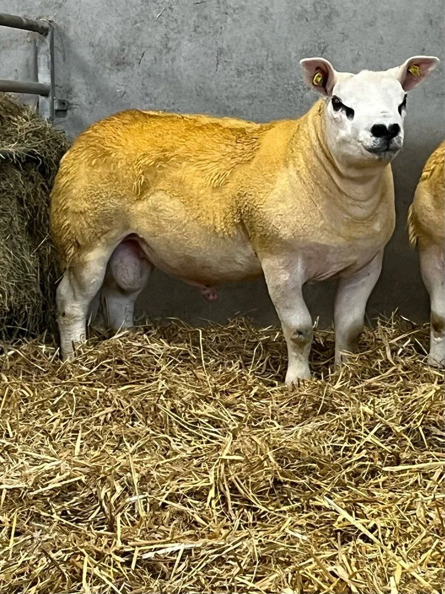 Pedigree Texel Ram Lambs - Image 2