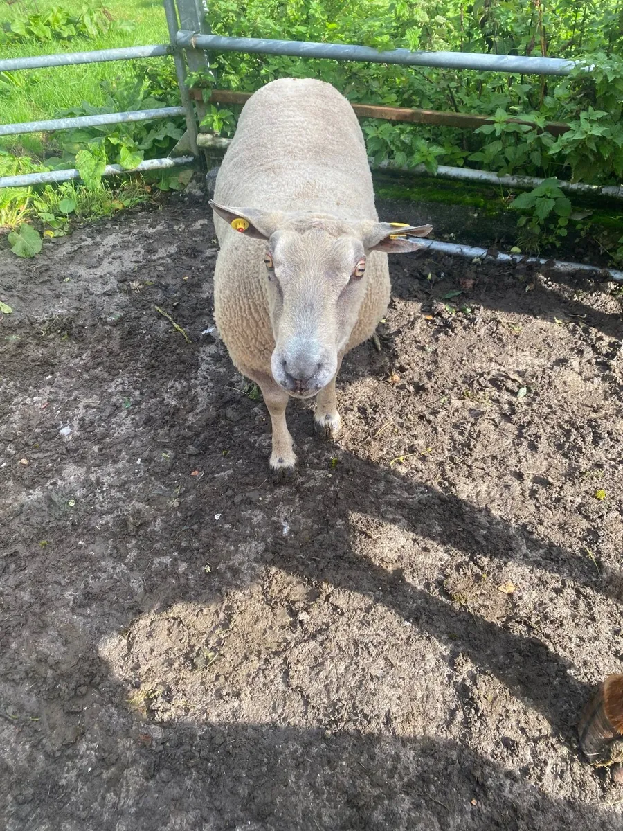 Ram - Image 2