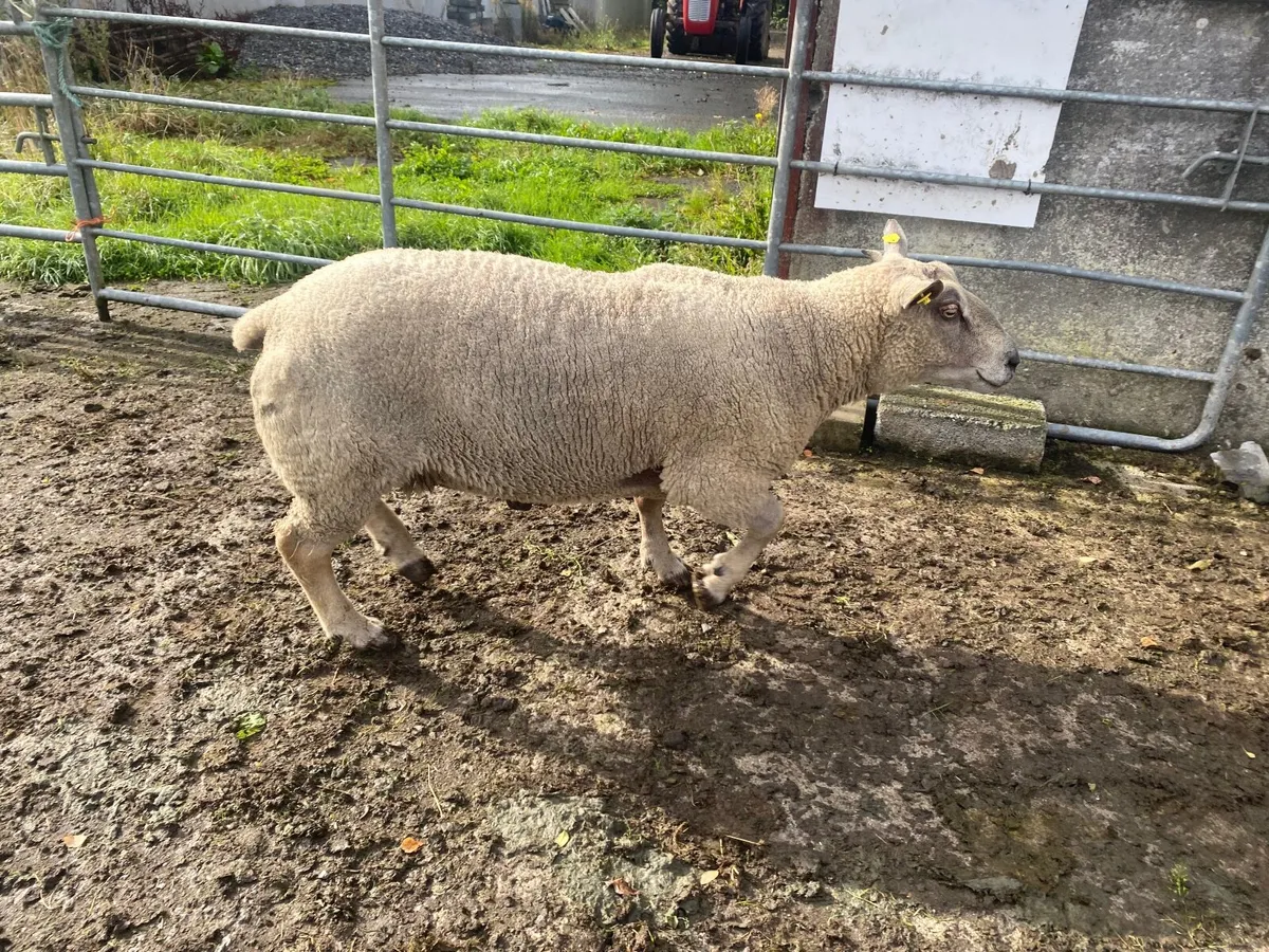 Ram - Image 3