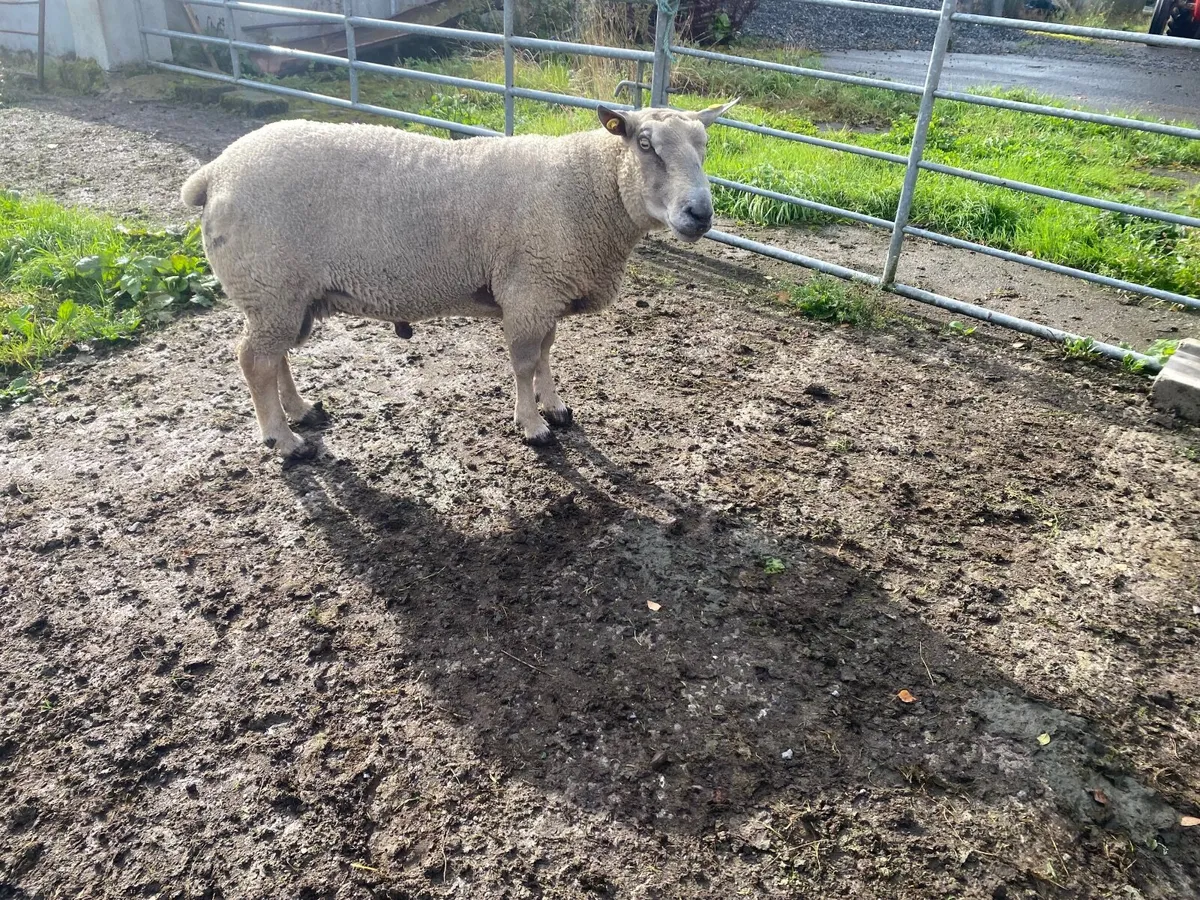 Ram - Image 4