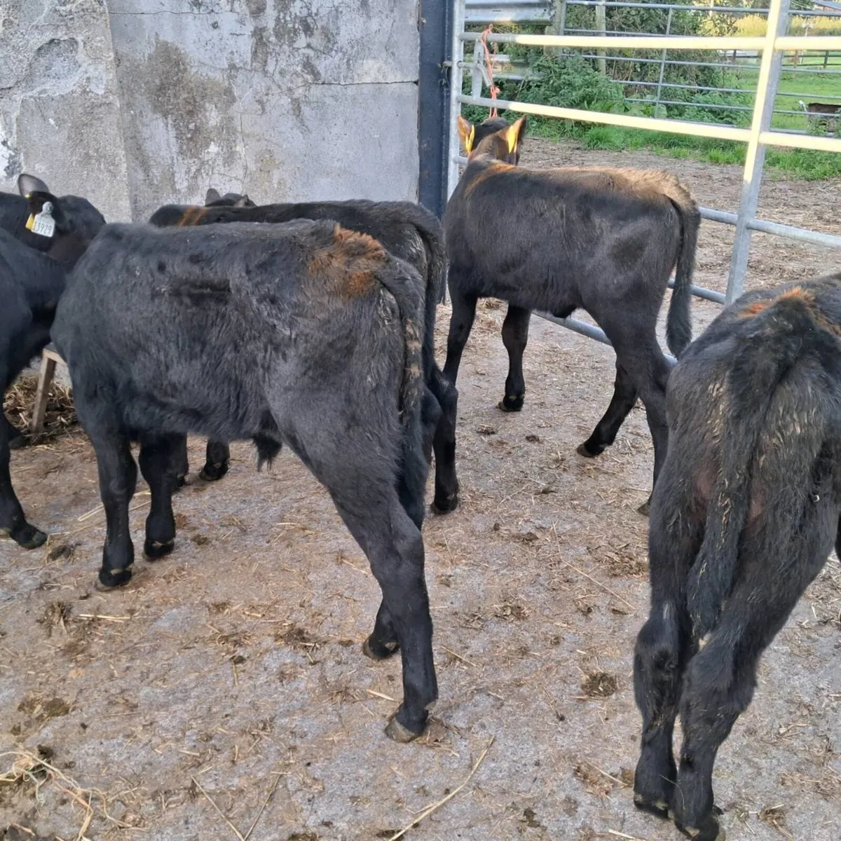 Continental,angus calves - Image 2