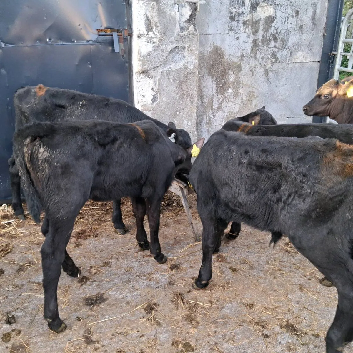 Continental,angus calves - Image 4