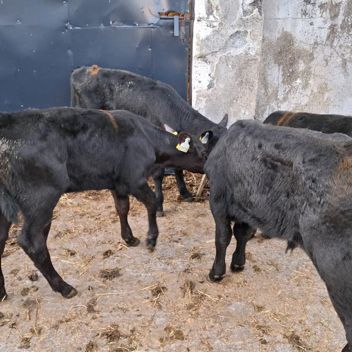 Continental,angus calves - Image 3