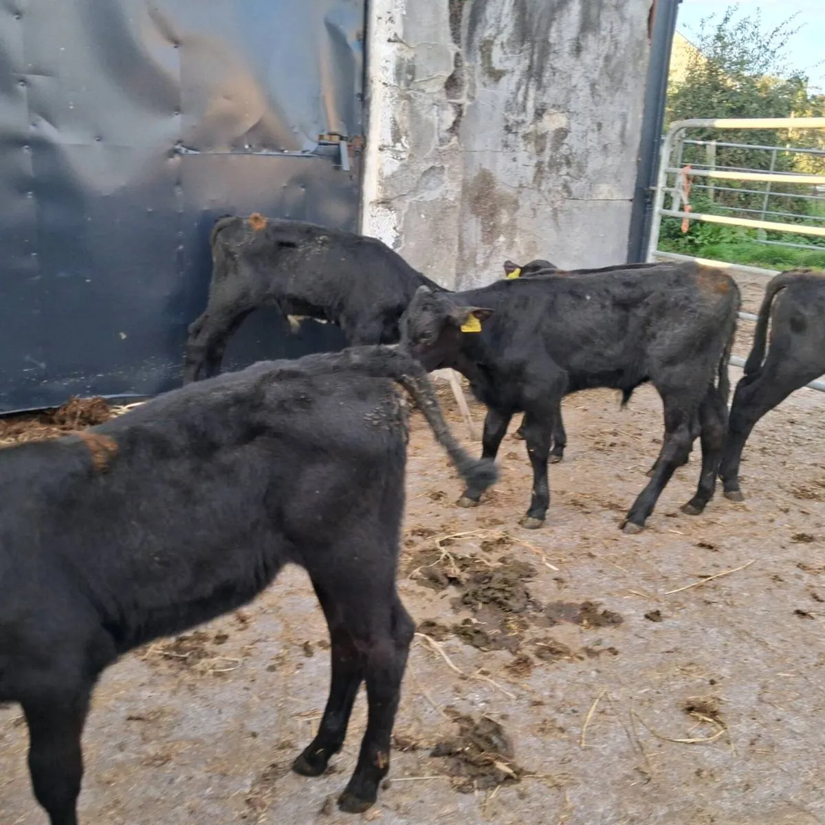 5 top qualityangus heifer  calves - Image 4