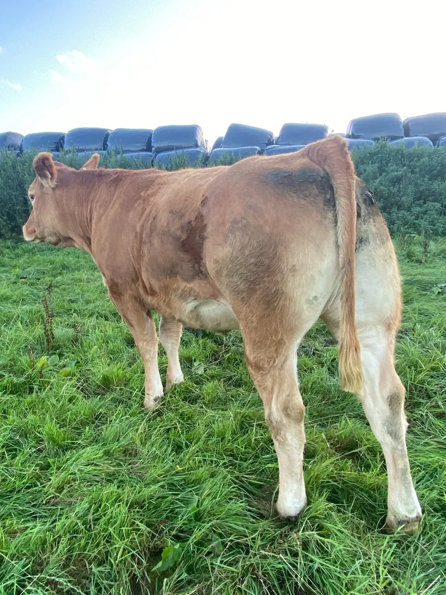 Pedigree incalf home breed heifers - Image 1
