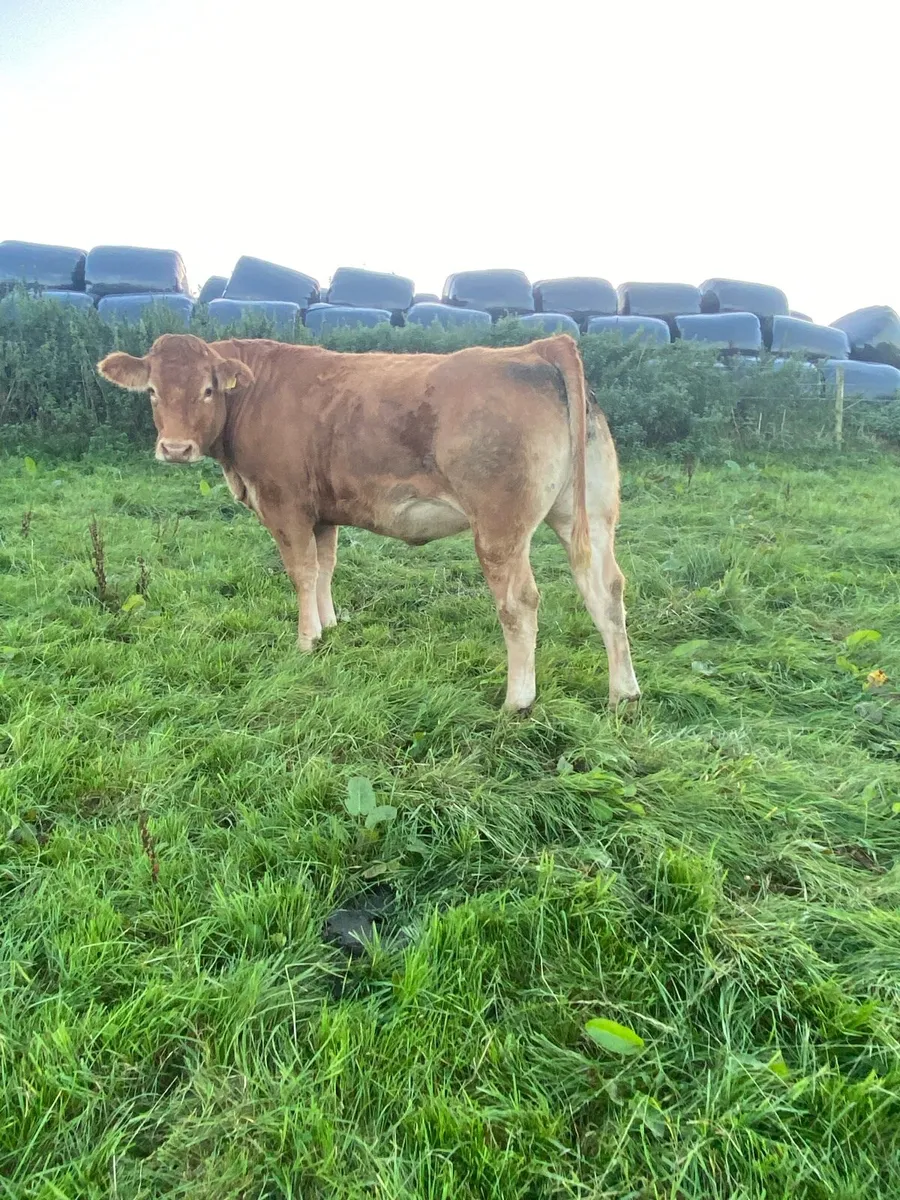 Pedigree incalf home breed heifers - Image 2
