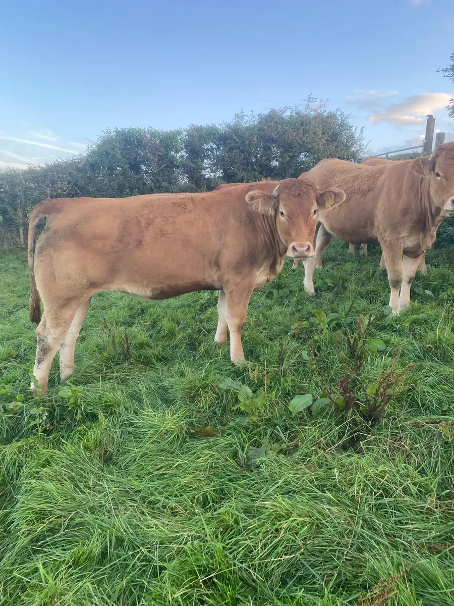 Pedigree incalf home breed heifers - Image 3
