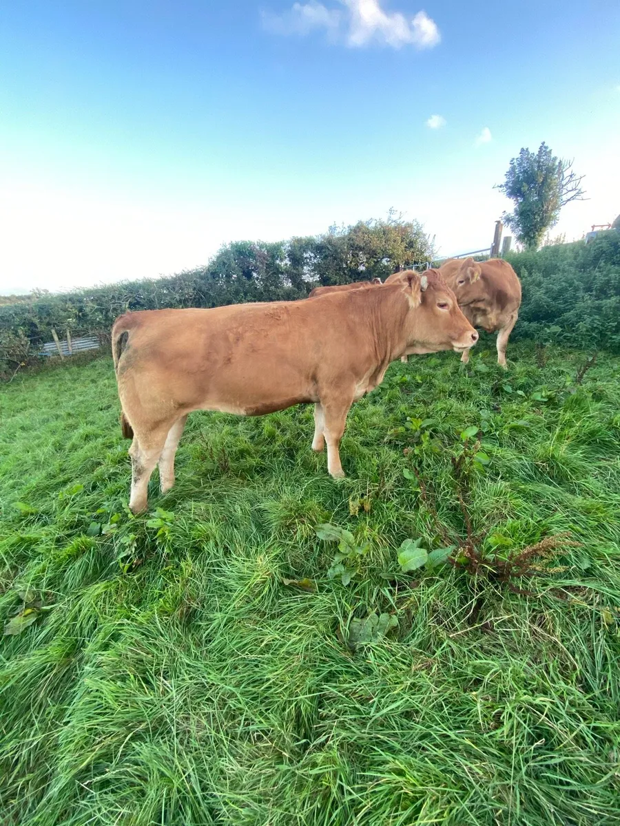 Pedigree incalf home breed heifers - Image 4