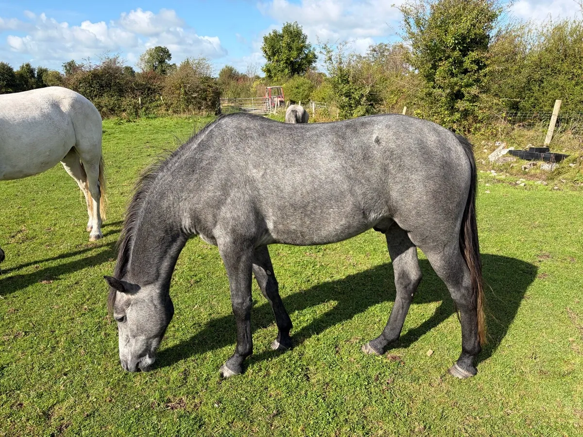 Pony - Image 2