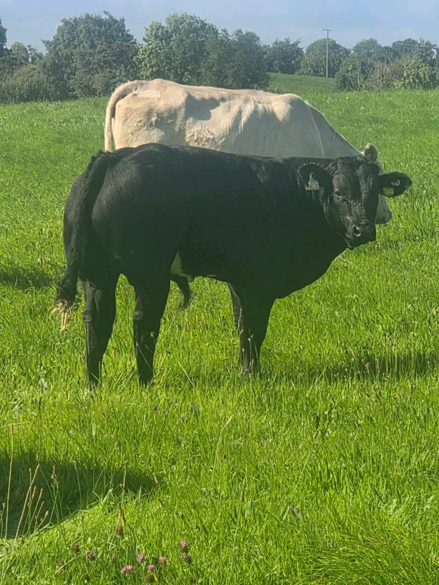 Organic bulls portumna mart - Image 1
