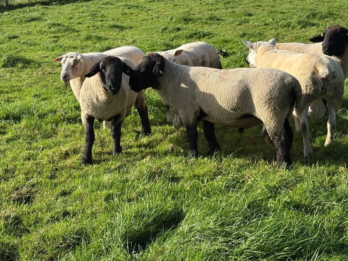 Suffolk ram - Image 4