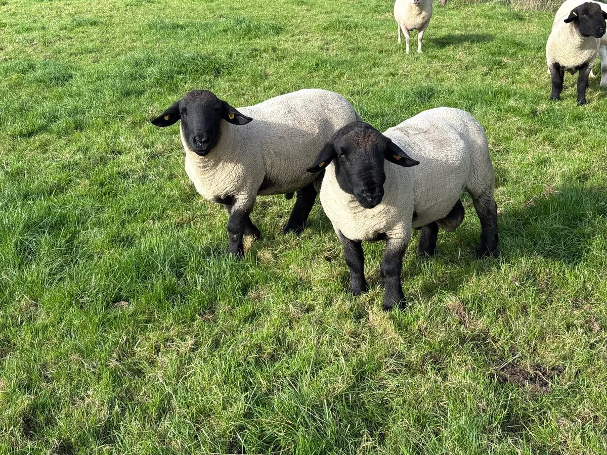 Suffolk ram - Image 1