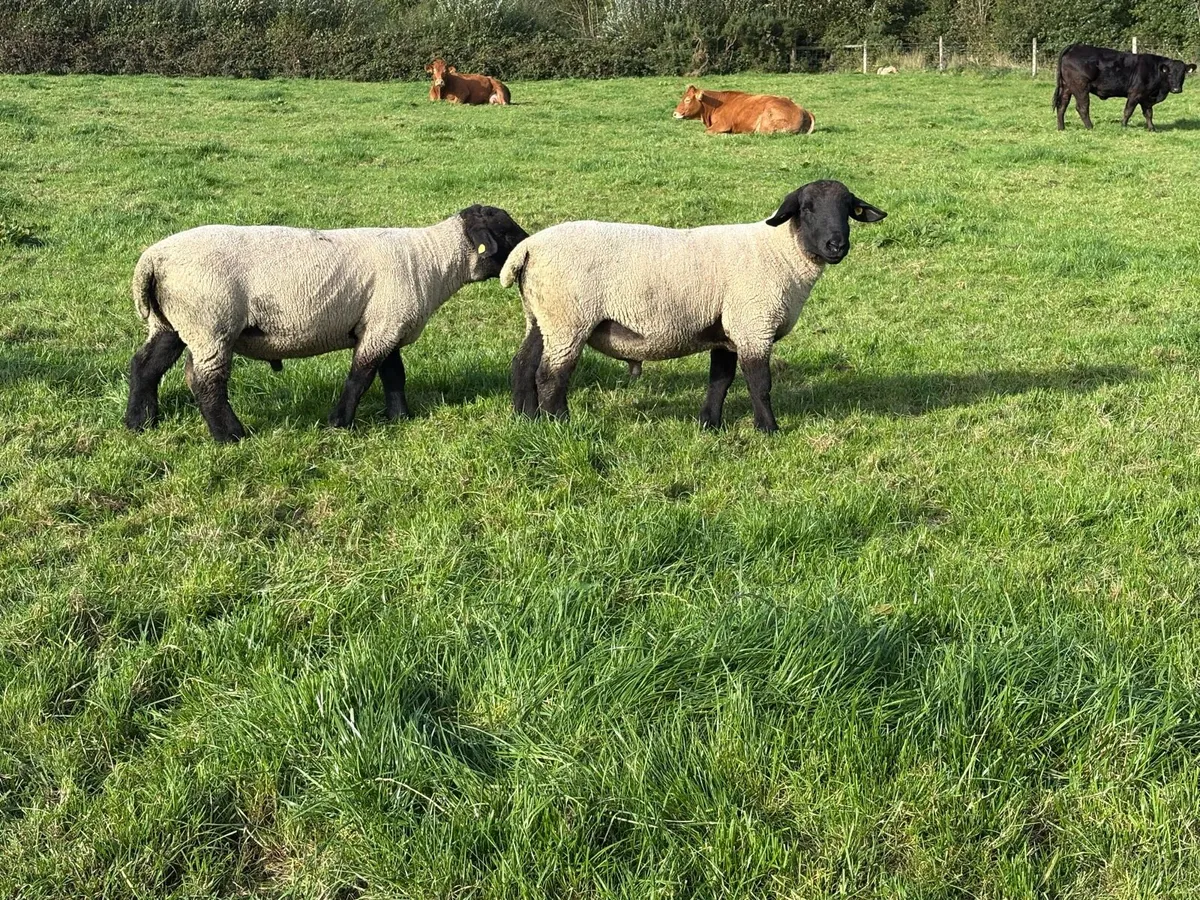 Suffolk ram - Image 2