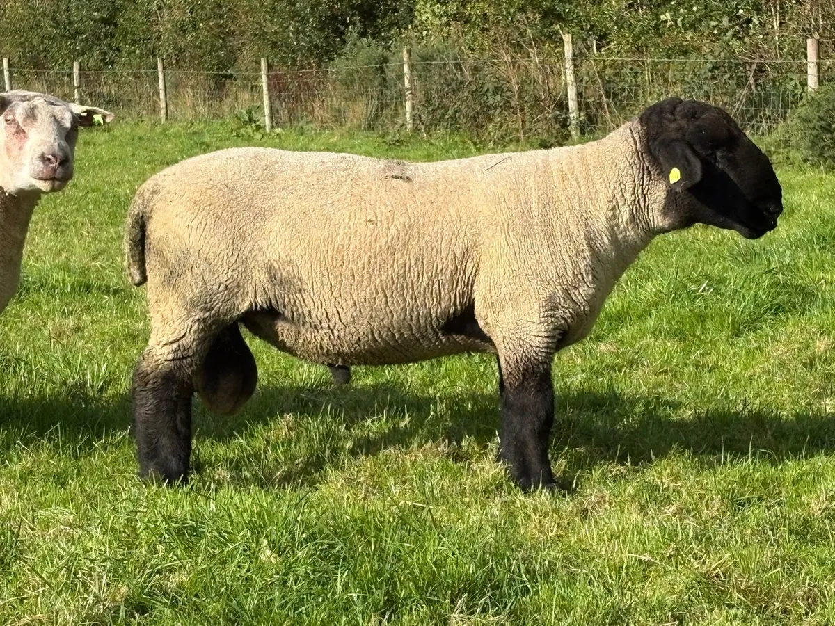 Suffolk ram - Image 3