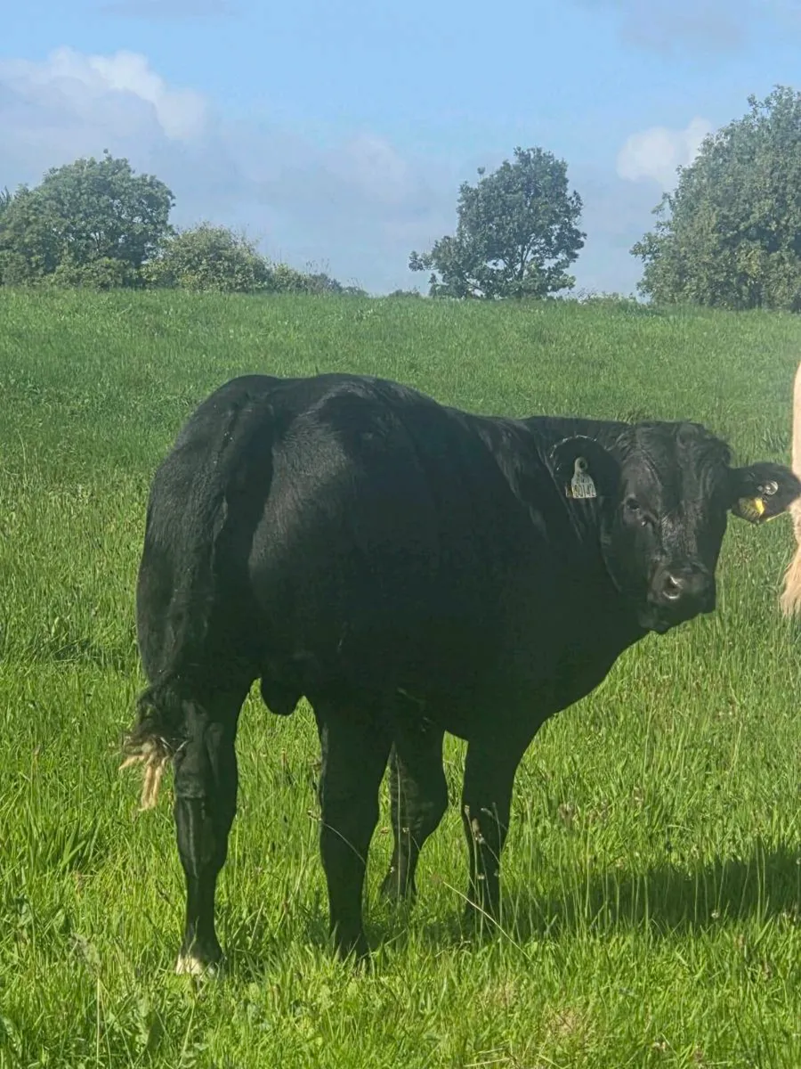 Organic bulls portumna mart - Image 2