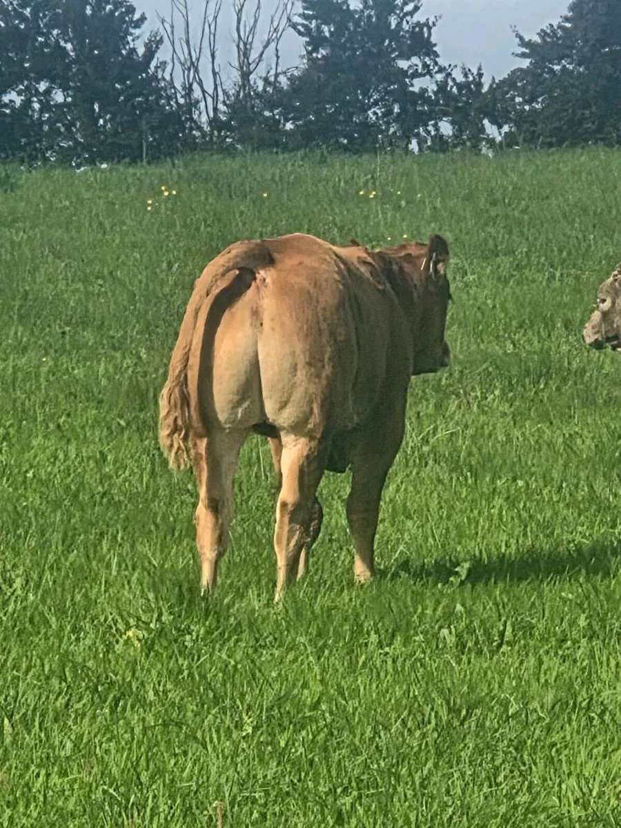 Organic bulls portumna mart - Image 3