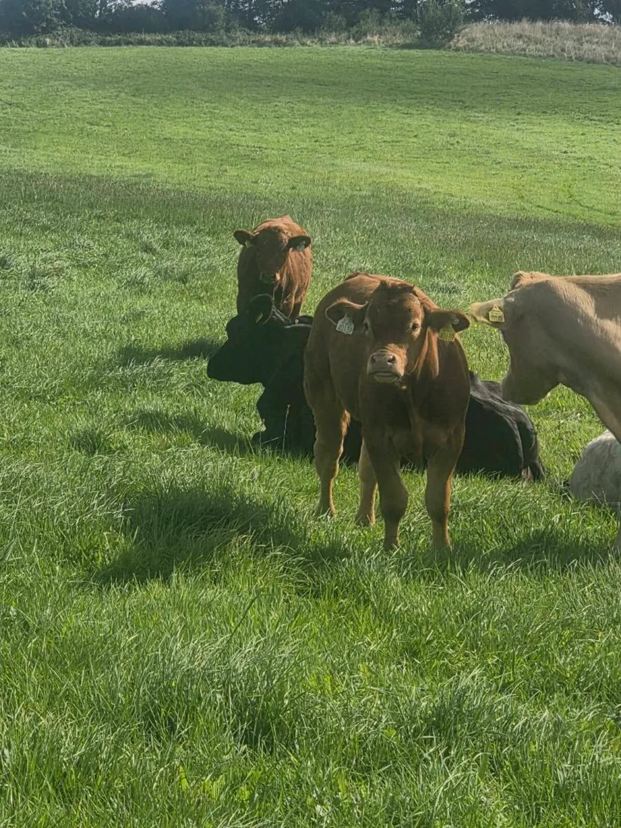 Organic bulls portumna mart - Image 4