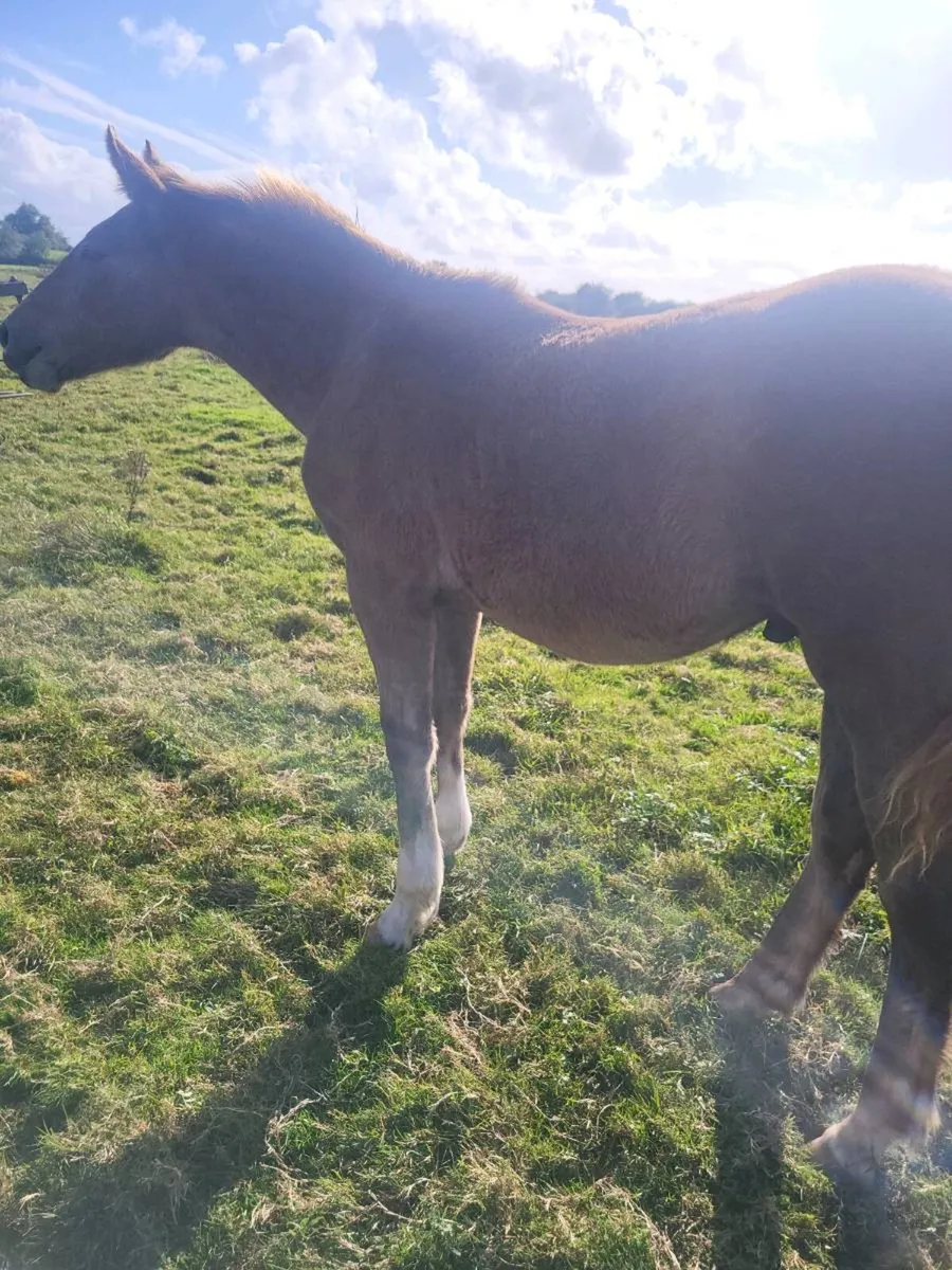 2 IRISH  DRAUGHTS  COLTS FOALS - Image 2