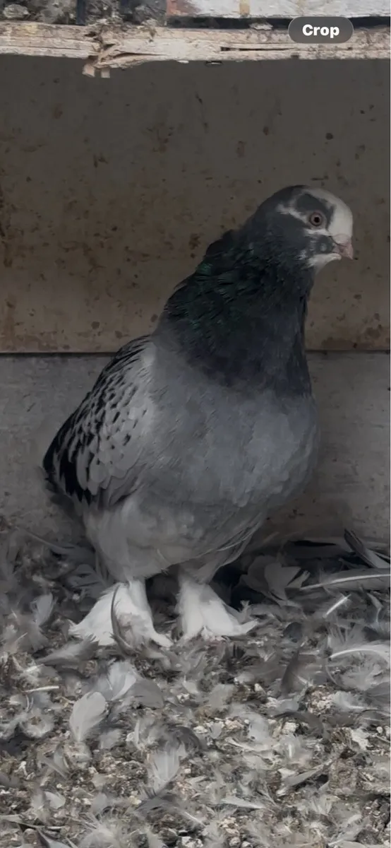 Fancy Pigeons - Image 2