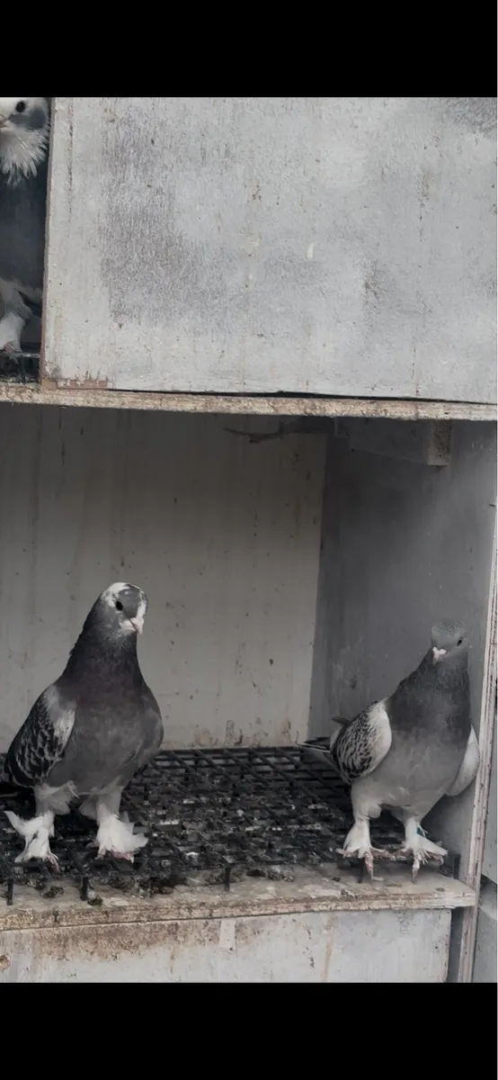 Fancy Pigeons - Image 1