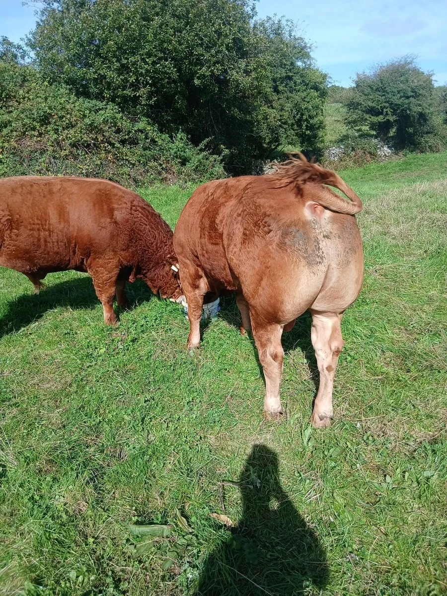 Pedigree  limousin  bull - Image 1