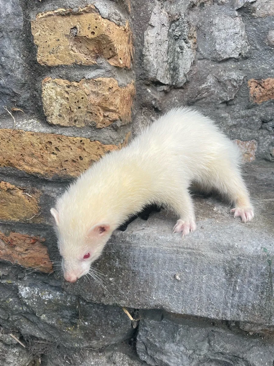 Ferrets - Image 1