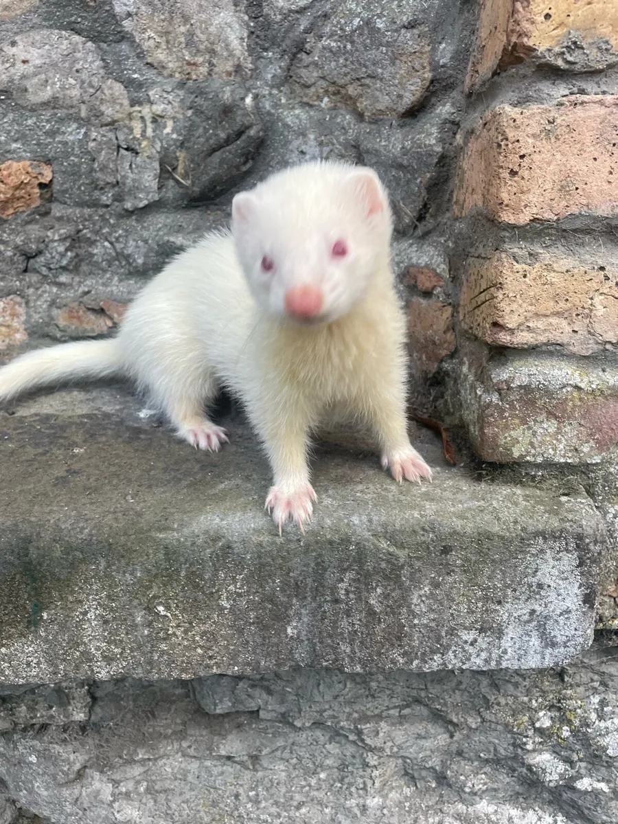 Ferrets - Image 2