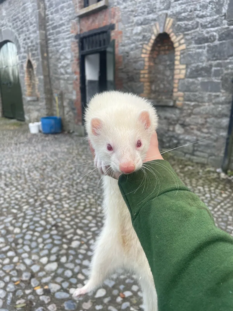Ferrets - Image 3