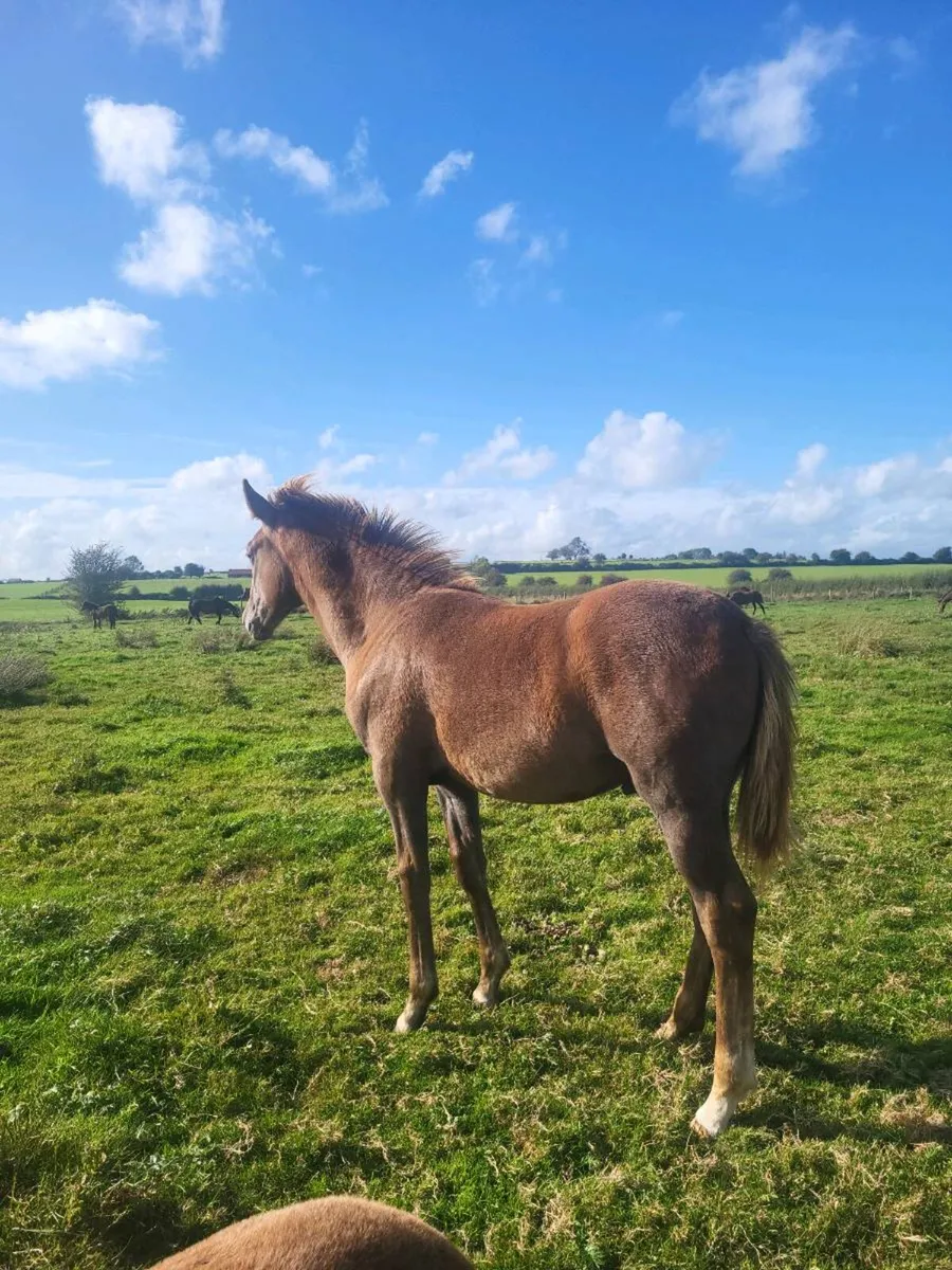 2 IRISH  DRAUGHTS  COLTS FOALS - Image 3