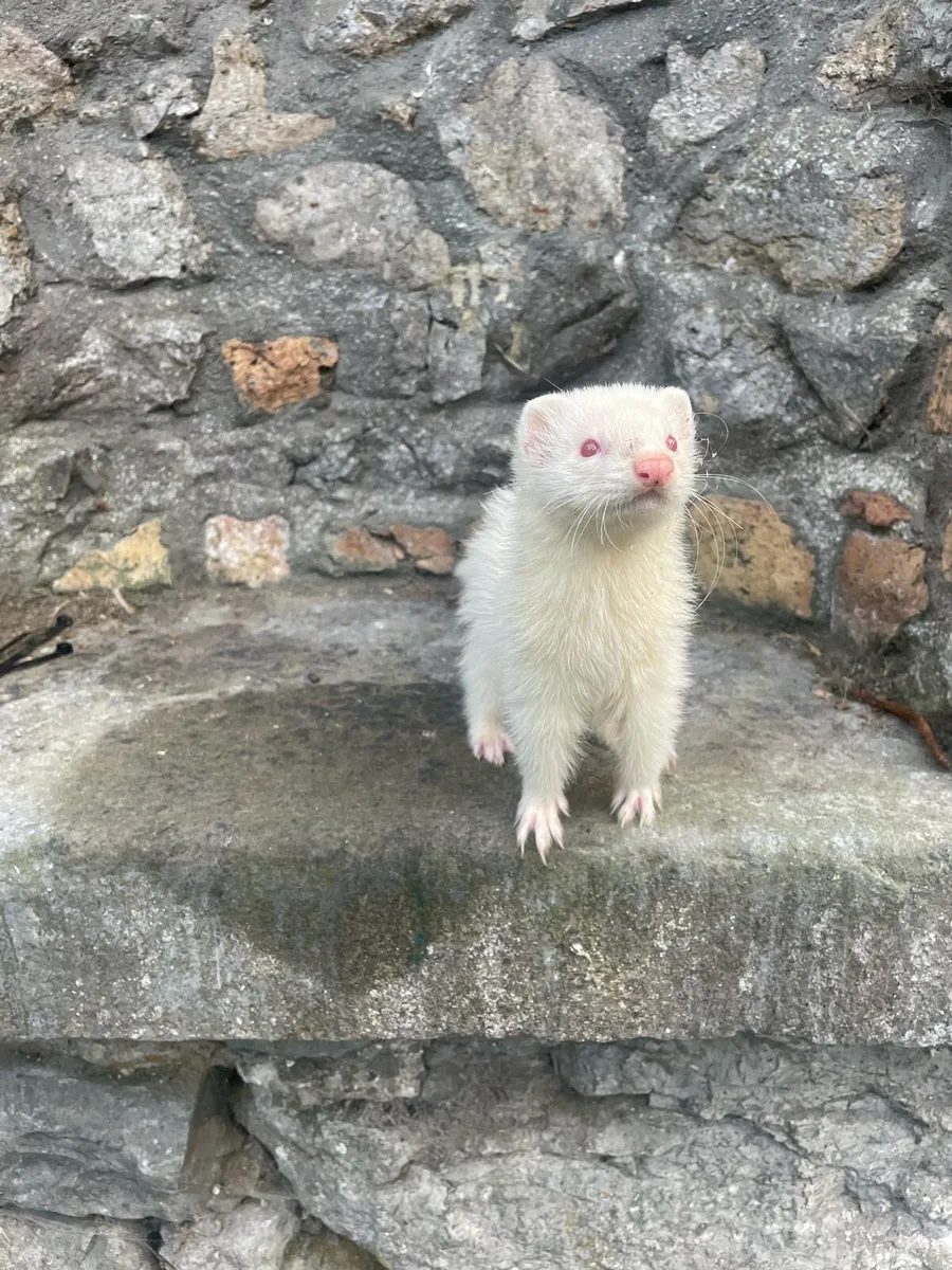 Ferrets - Image 4