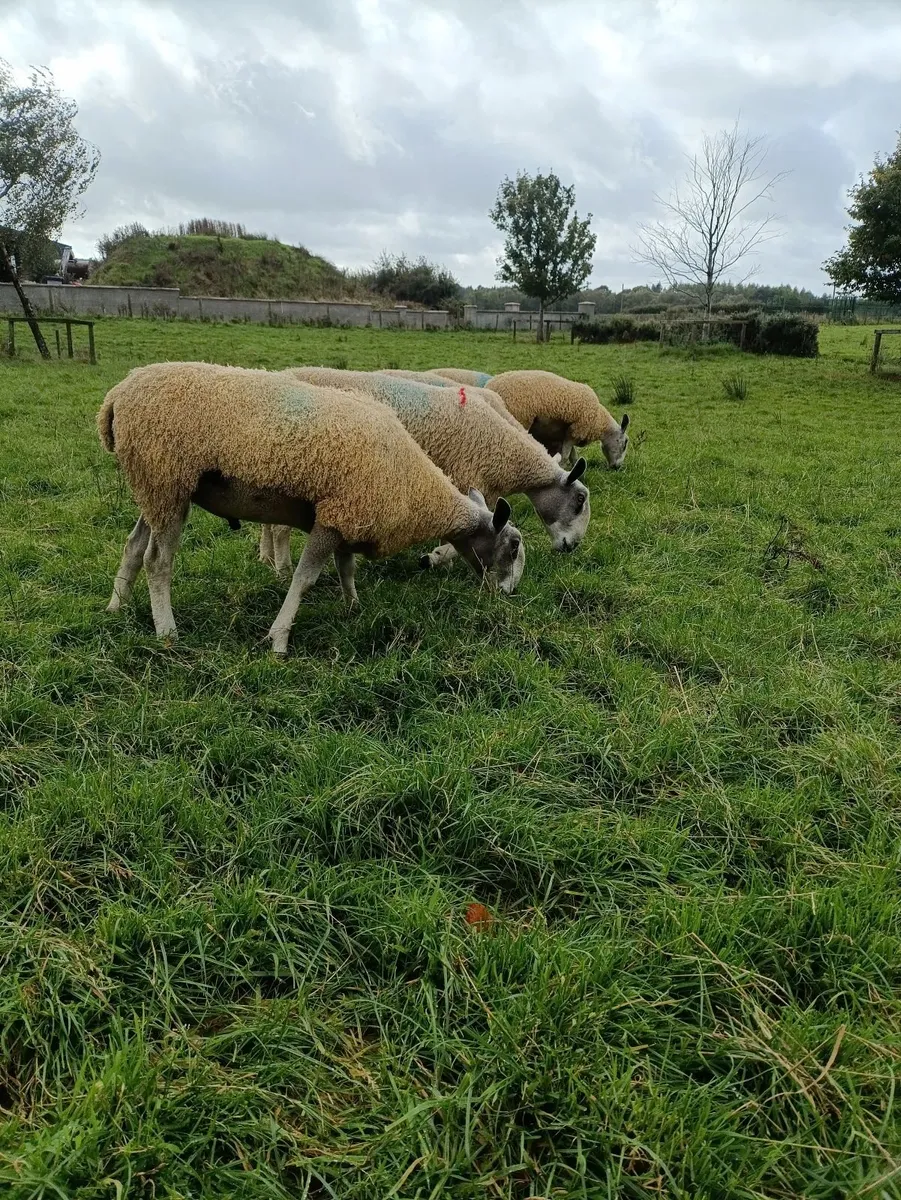 Blue Leicester Shearlings For Sale - Image 1